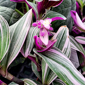 Nanouk Tradescantia