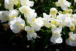 Snapshot White Snapdragon