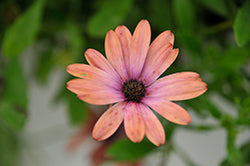 Bright Lights Horizon Sunset African Daisy