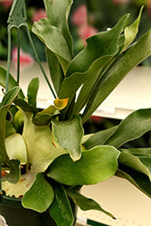 Netherlands Staghorn Fern Basket
