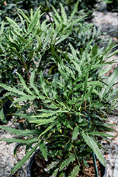 Beijing Beauty Mahonia