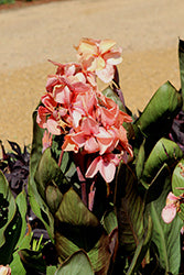 Cannova Bronze Peach Canna