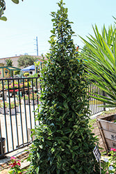 Crown Point Holly (Ilex)