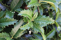 Crown Point Holly (Ilex)