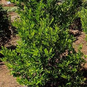 Everbrite Cherry Laurel