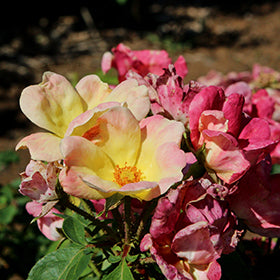 The Champion Sunblush Rose