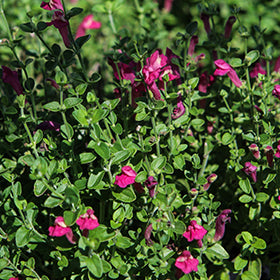 Pink Skullcap (Scutellaria)