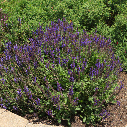 Noble Knight Sage (Salvia)