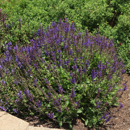Noble Knight Sage (Salvia)