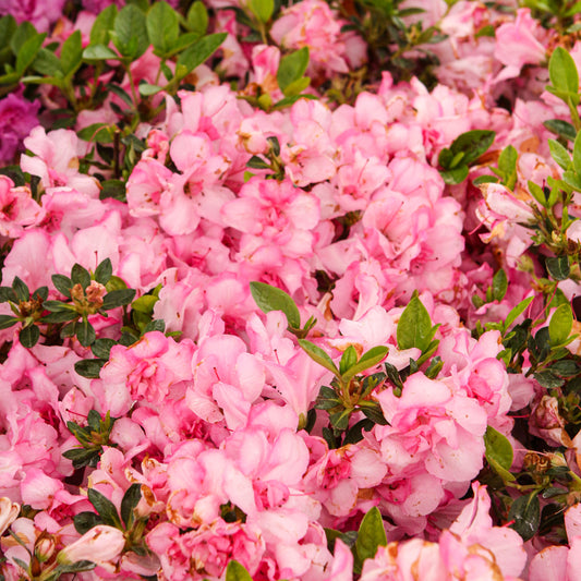 Encore Autumn Kiss Azalea