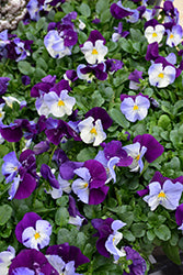 Violet Wing Cool Wave Pansy