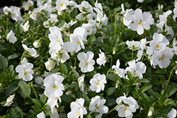 Endurio White Pansy