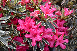 The Robe Azalea