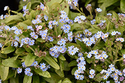 Victoria Blue Forget Me Not (Myosotis)