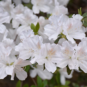 Delaware Valley White Azalea