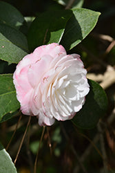 Grace Albritton Camellia