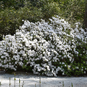 Delaware Valley White Azalea