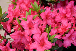 Girard's Rose Azalea