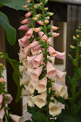 Dalmatian Peach Foxglove (Digitalis)