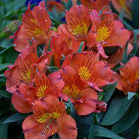 Colorita Amina Alstroemeria (Lily)