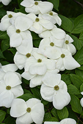 Aurora Flowering Dogwood