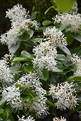 China Snow Chinese Fringetree (Chionanthus)