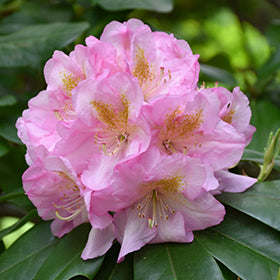 Scintillation Rhododendron