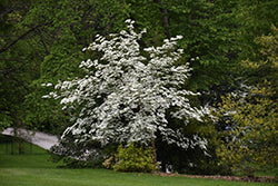Aurora Flowering Dogwood