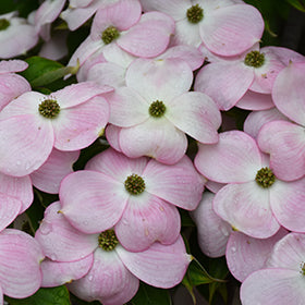 Stellar Pink Flowering Dogwood