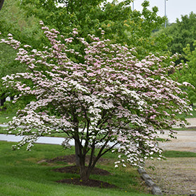 Stellar Pink Flowering Dogwood