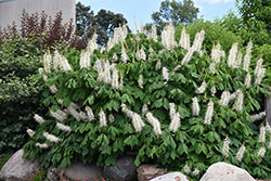 Bottlebrush Buckeye (Aesculus)
