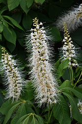 Bottlebrush Buckeye (Aesculus)