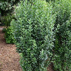 Straight Talk Privet (Ligustrum)