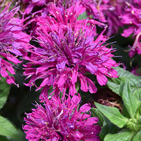 Grape Gumball Beebalm (Monarda)
