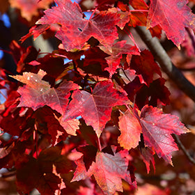 Autumn Flame Red Maple (Acer)