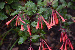 Gartenmeister Fuchsia