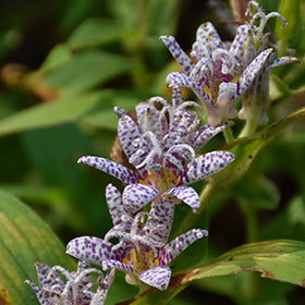 Toad Lily (Tricyrtis)