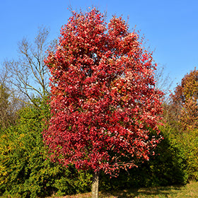 Autumn Flame Red Maple (Acer)