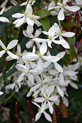 Snowdrift Clematis