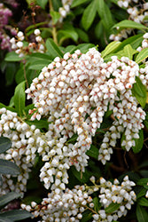Purity Japanese Pieris