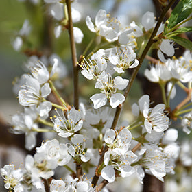 Toka Plum (Bubblegum Prunus)