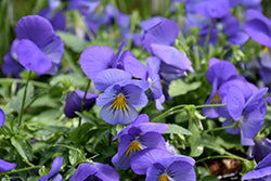 Cool Wave Blue Skies Pansy