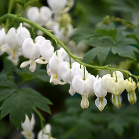 White Bleeding Heart (Dicentra)