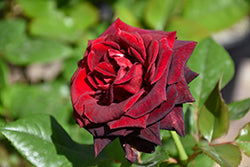 Black Baccara Rose
