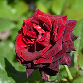 Black Baccara Rose