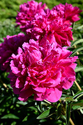 Kansas Peony