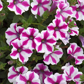 Supertunia Lovie Dovie Petunia PW