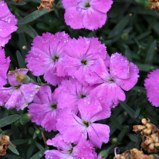 Paint The Town Fuchsia Pinks (Dianthus)
