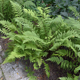 Lady in Red Fern ABGL