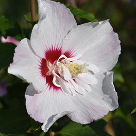 Fiji Rose of Sharon (Althea) (Hibiscus)